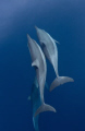   Underwater Angels  